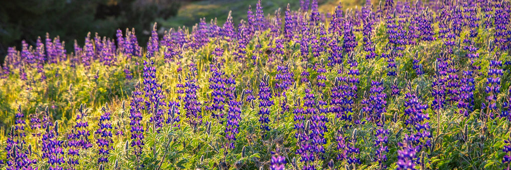 Panoramic Wild Israeli Purple Flowers Landscape — Lupine Turmus Flowering Field Holy Land