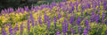 Panoramic Wild Israeli Purple Flowers Landscape — Lupine Turmus Flowering Field Holy Land