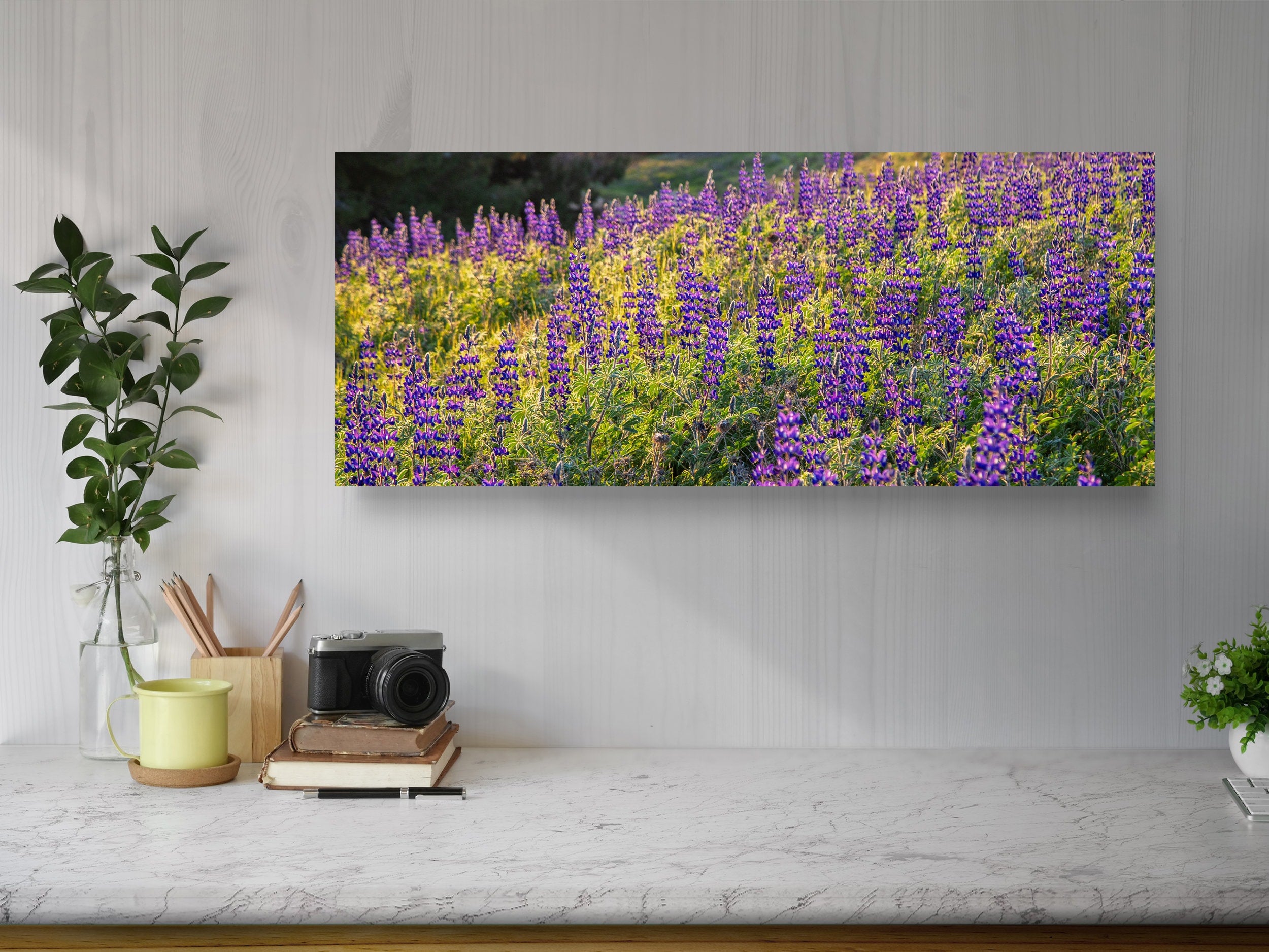 Panoramic Wild Israeli Purple Flowers Landscape — Lupine Turmus Flowering Field Holy Land