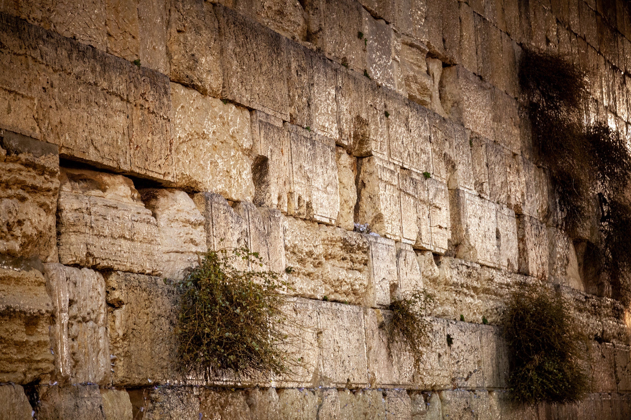 Jerusalem Gold Kotel Wall Art by Night — Vegetation on the Western Wall with Wet Stones