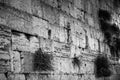 Black and White Jerusalem Kotel Wall Art by Night — Vegetation on the Western Wall with Wet Stones