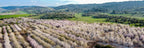Panoramic Blooming Almond Trees Landscape — Almond Blossom Spring Trees Aerial View