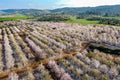 Israeli Pink White Blossom Trees Holy Land — Almond Blooming Aerial Landscape