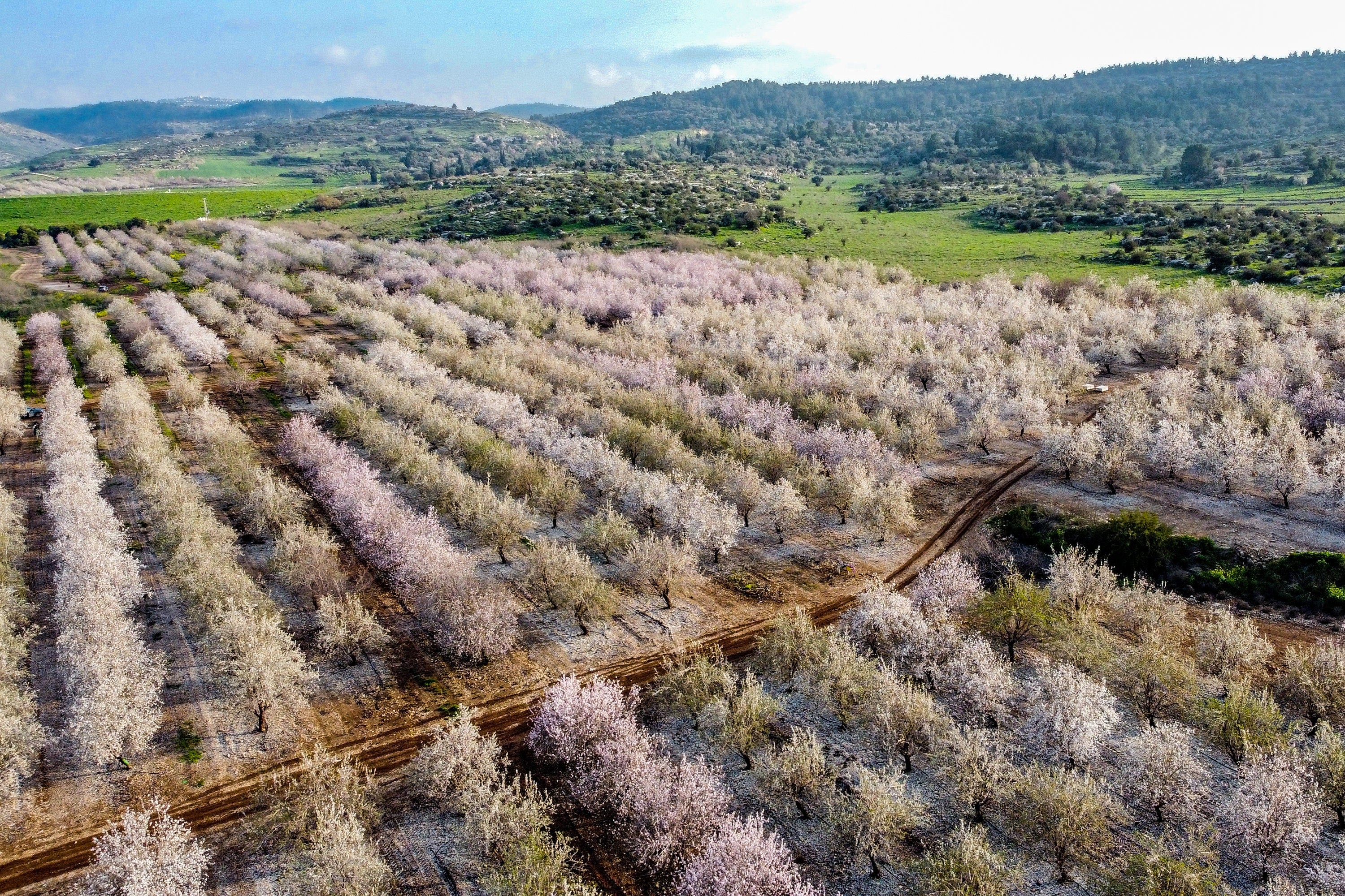 Israeli Pink White Blossom Trees Holy Land — Almond Blooming Aerial Landscape