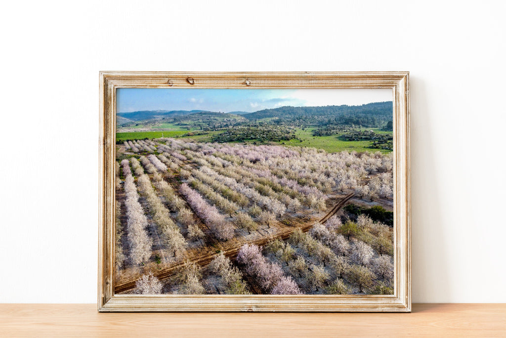 Israeli Pink White Blossom Trees Holy Land — Almond Blooming Aerial Landscape