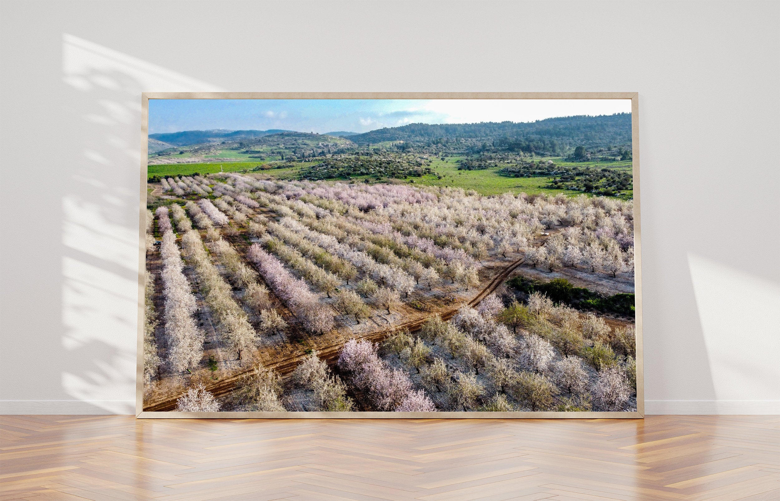 Israeli Pink White Blossom Trees Holy Land — Almond Blooming Aerial Landscape