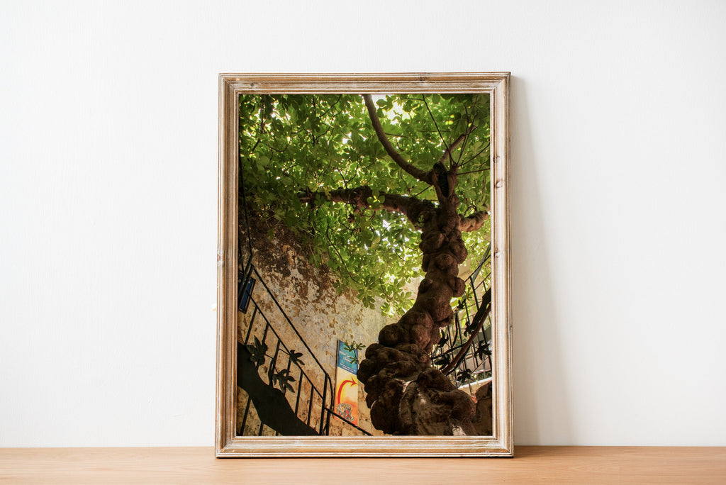 Israeli Holy Land Ancient Fig Tree — Old City Pedestrian Street of Safed — Tzfat