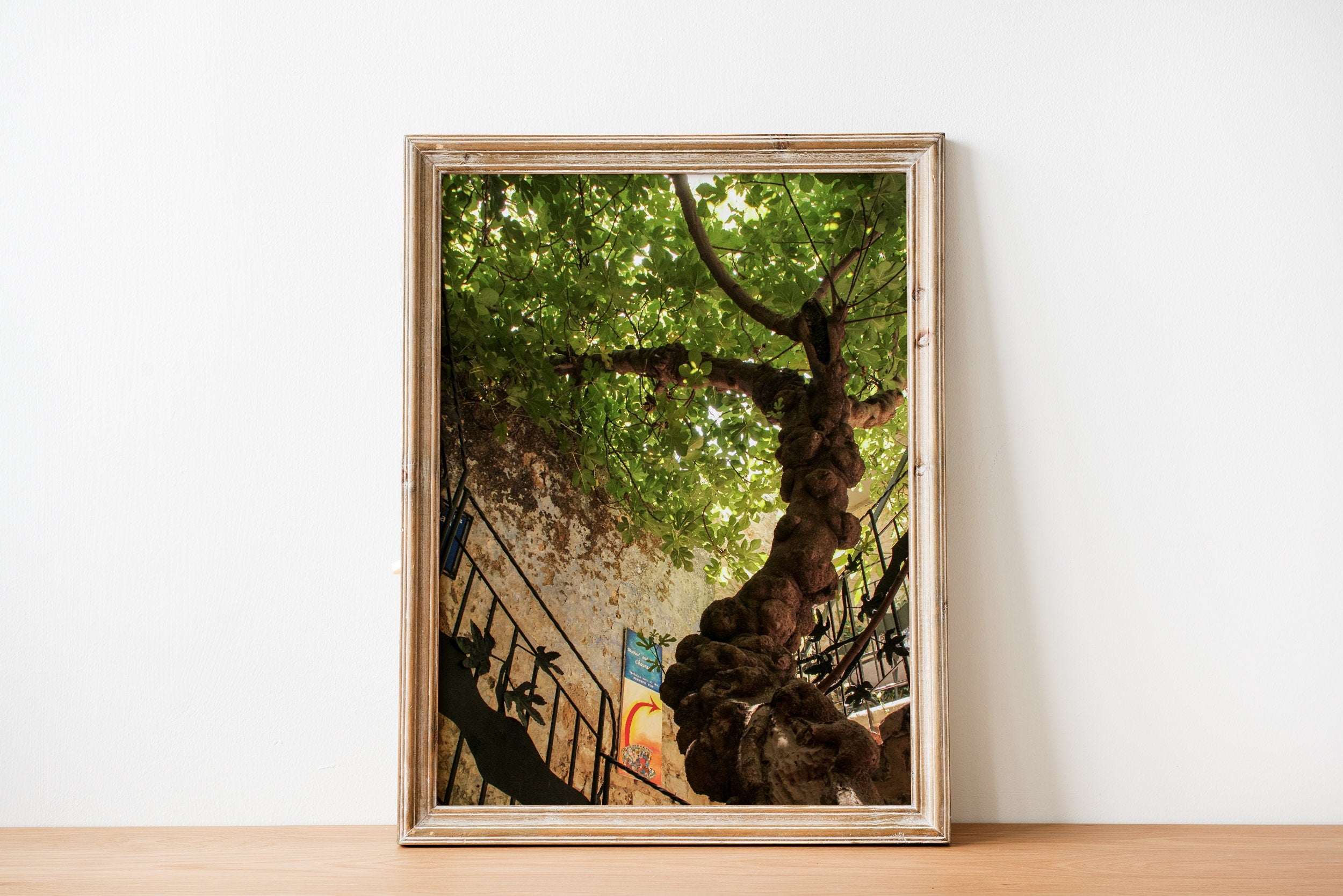 Israeli Holy Land Ancient Fig Tree — Old City Pedestrian Street of Safed — Tzfat