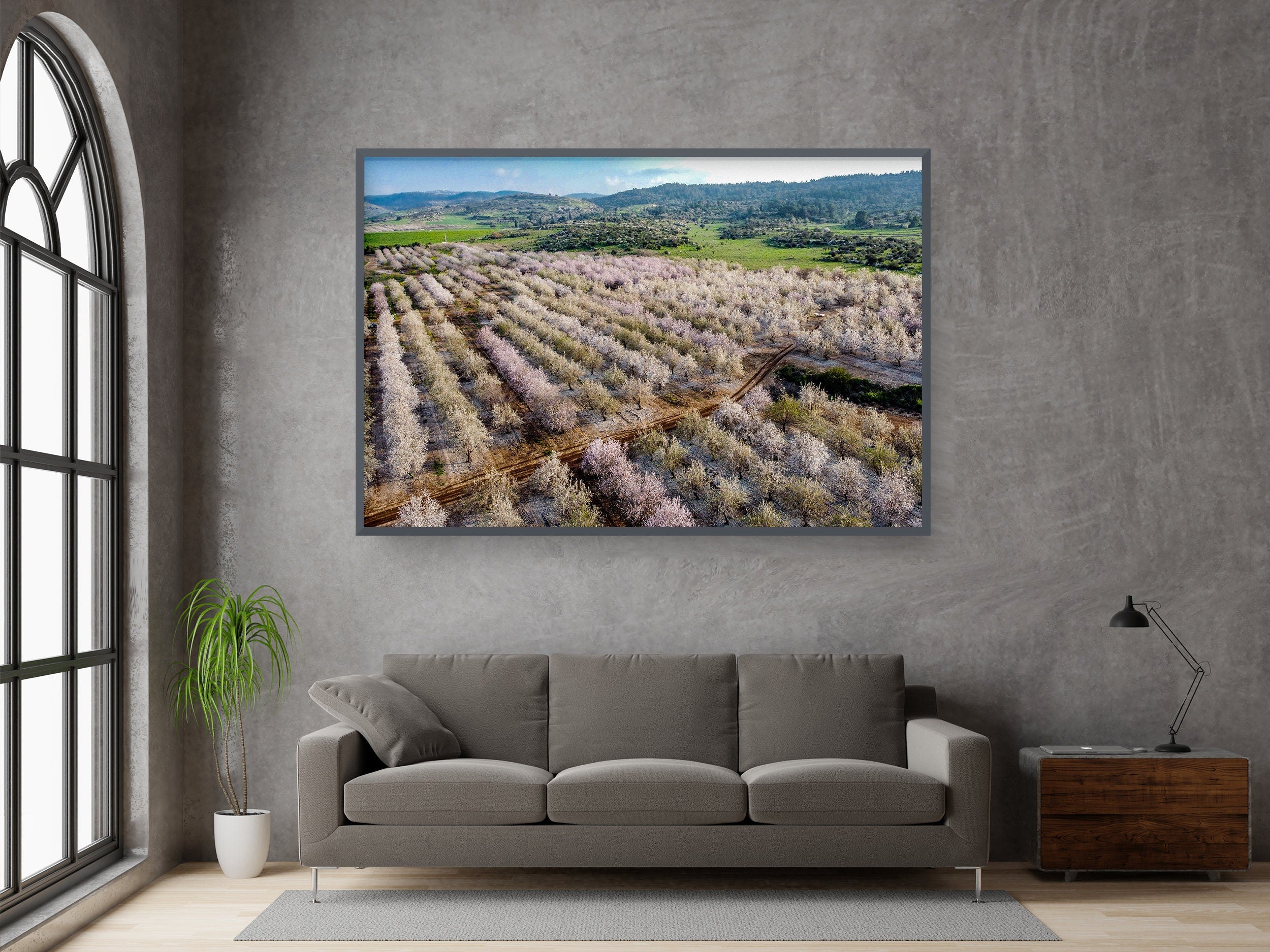 Israeli Pink White Blossom Trees Holy Land — Almond Blooming Aerial Landscape