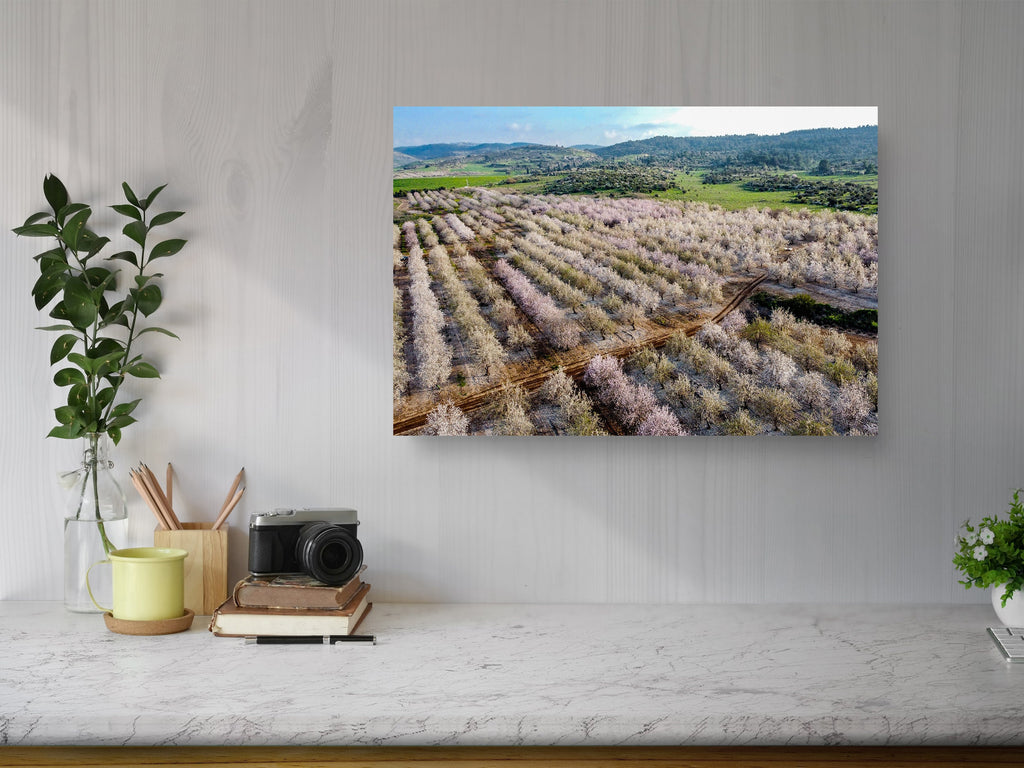 Israeli Pink White Blossom Trees Holy Land — Almond Blooming Aerial Landscape