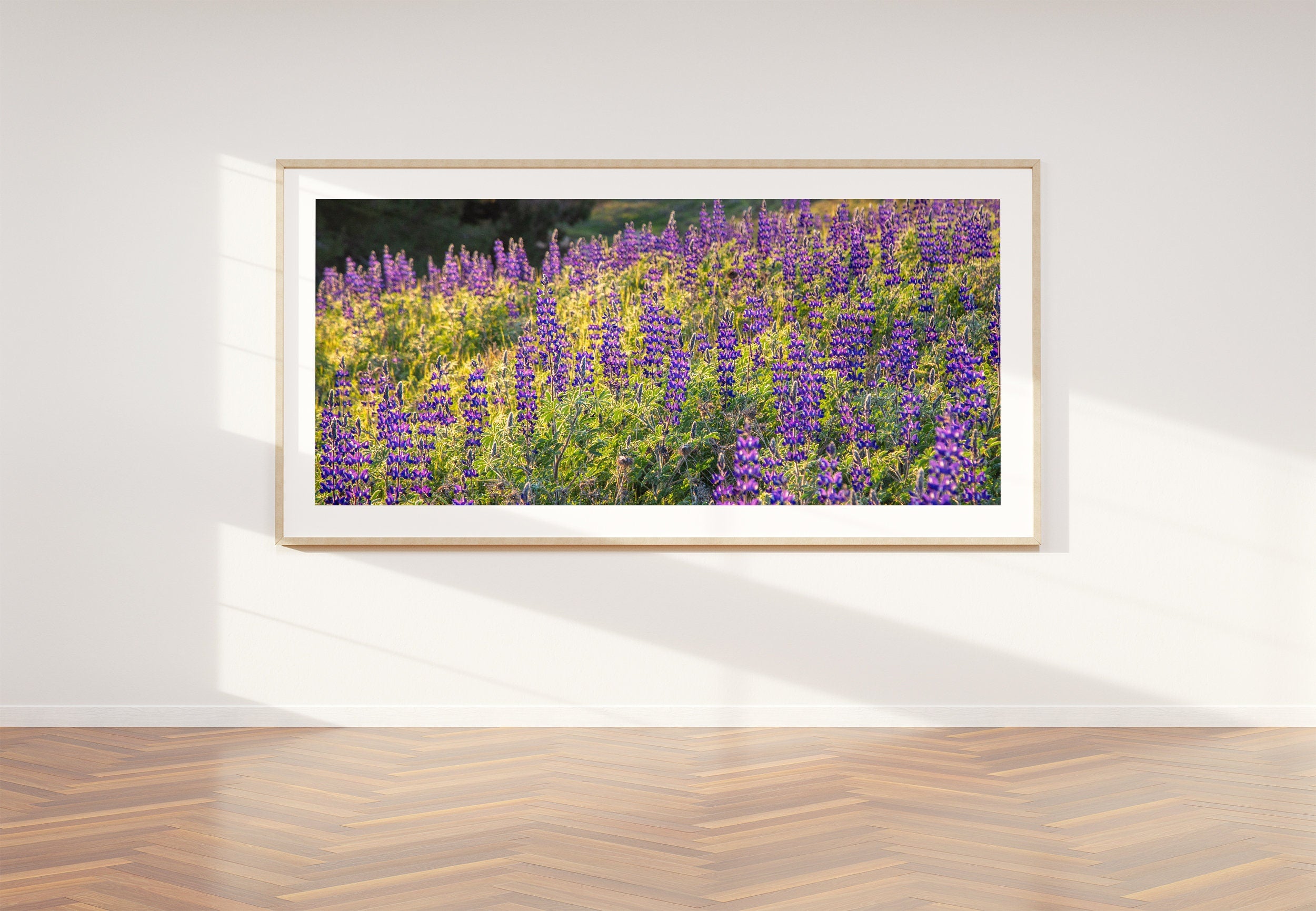 Panoramic Wild Israeli Purple Flowers Landscape — Lupine Turmus Flowering Field Holy Land