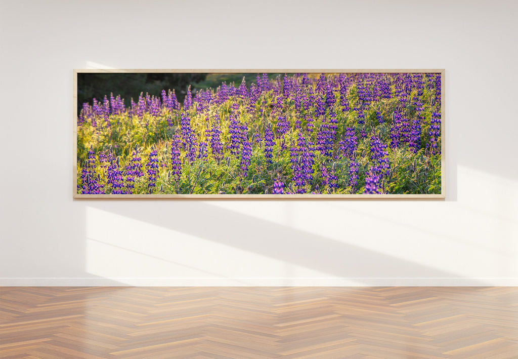 Panoramic Wild Israeli Purple Flowers Landscape — Lupine Turmus Flowering Field Holy Land