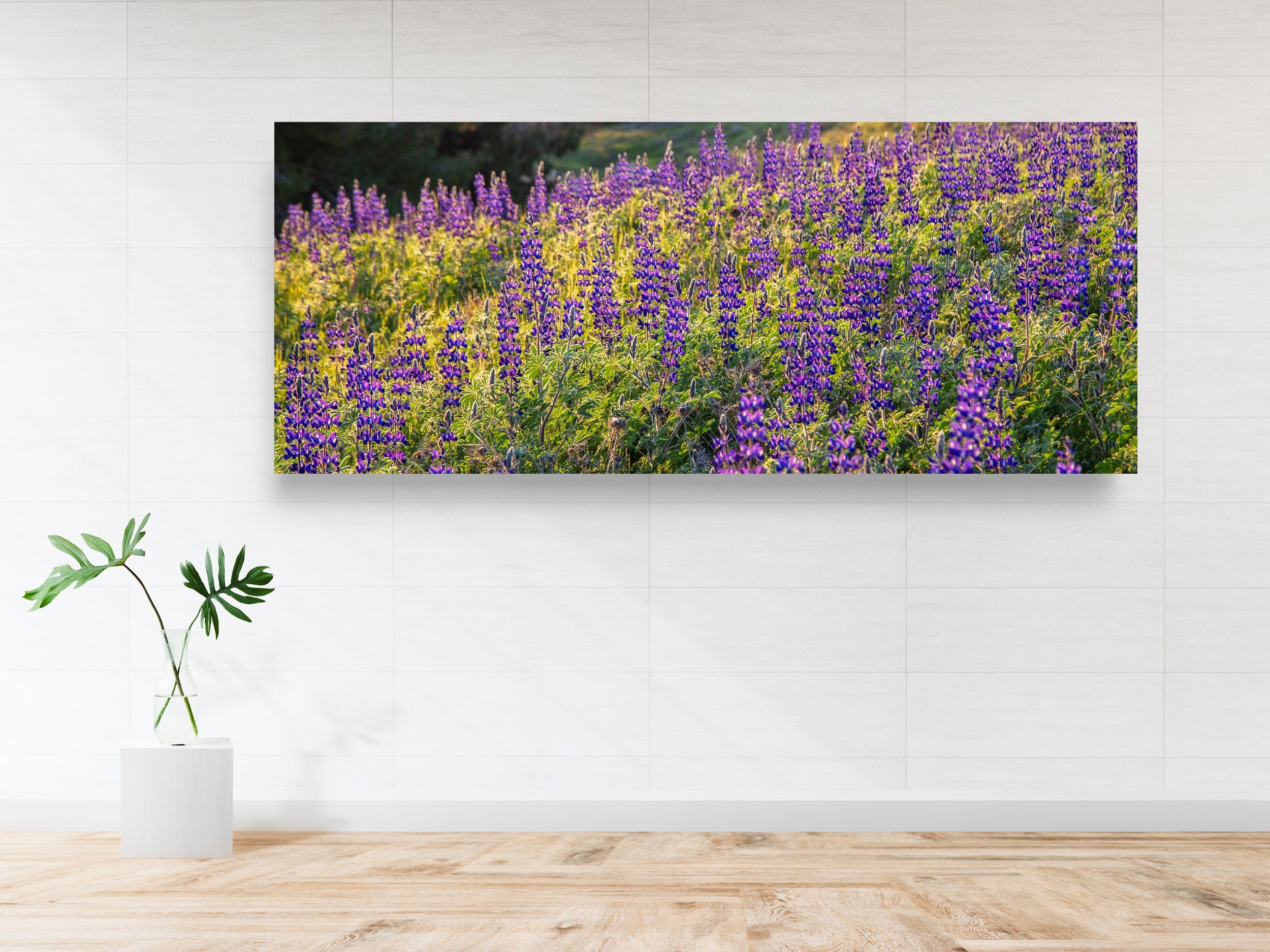 Panoramic Wild Israeli Purple Flowers Landscape — Lupine Turmus Flowering Field Holy Land
