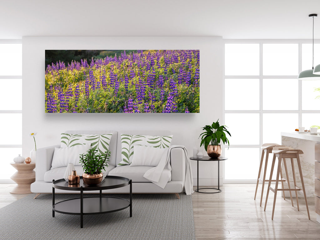 Panoramic Wild Israeli Purple Flowers Landscape — Lupine Turmus Flowering Field Holy Land