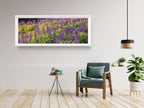 Panoramic Wild Israeli Purple Flowers Landscape — Lupine Turmus Flowering Field Holy Land