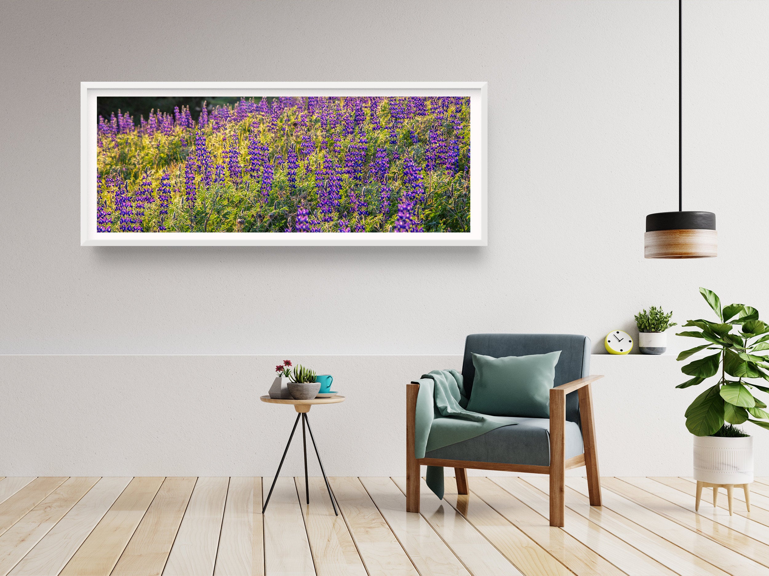 Panoramic Wild Israeli Purple Flowers Landscape — Lupine Turmus Flowering Field Holy Land