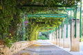 Jerusalem Green Pedestrian Street with Ivy and Flowers — German Colony Neighborhood