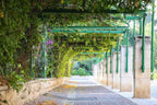 Jerusalem Green Pedestrian Street with Ivy and Flowers — German Colony Neighborhood