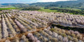 Panoramic Blooming Almond Trees Landscape — Almond Blossom Spring Trees Aerial View