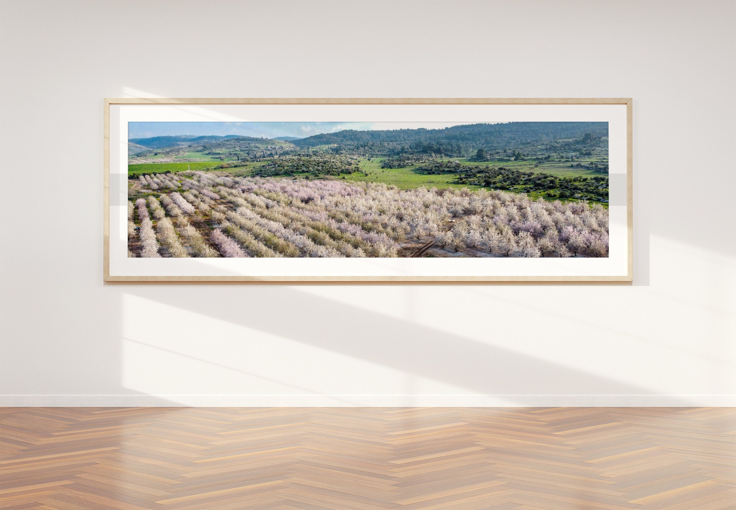 Panoramic Blooming Almond Trees Landscape — Almond Blossom Spring Trees Aerial View