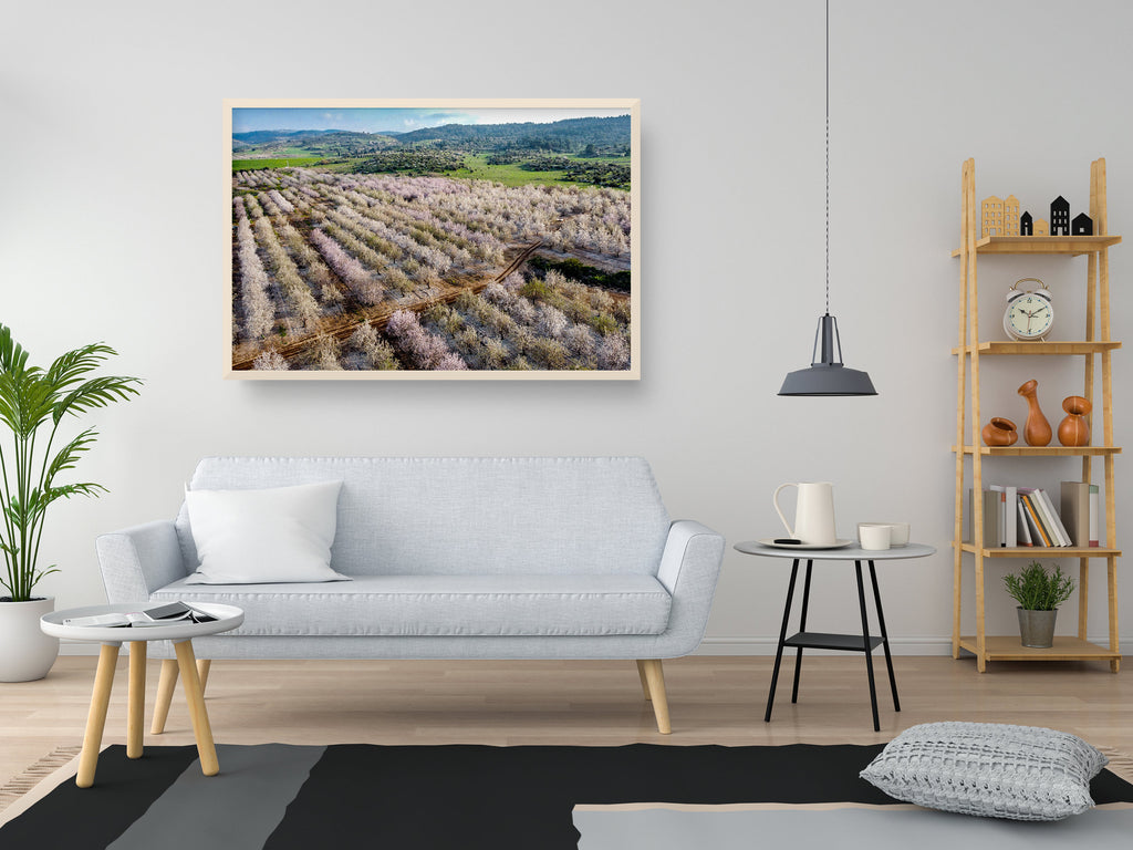 Israeli Pink White Blossom Trees Holy Land — Almond Blooming Aerial Landscape