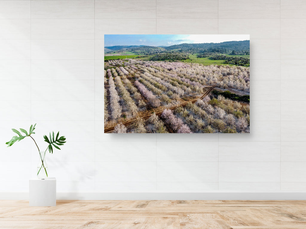 Israeli Pink White Blossom Trees Holy Land — Almond Blooming Aerial Landscape