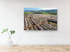 Israeli Pink White Blossom Trees Holy Land — Almond Blooming Aerial Landscape