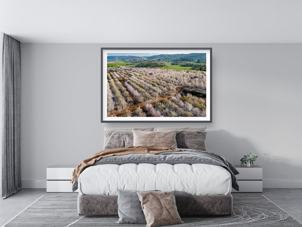 Israeli Pink White Blossom Trees Holy Land — Almond Blooming Aerial Landscape