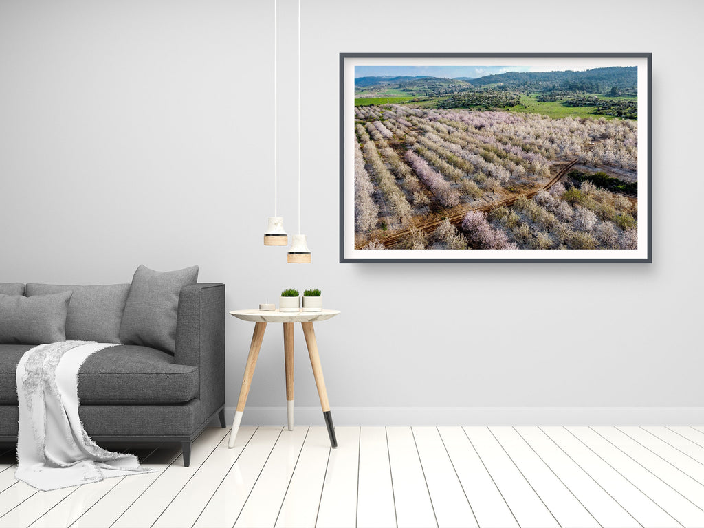Israeli Pink White Blossom Trees Holy Land — Almond Blooming Aerial Landscape