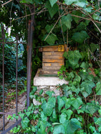 Vintage Jerusalem Old Wooden Mail Box with Green Ivy