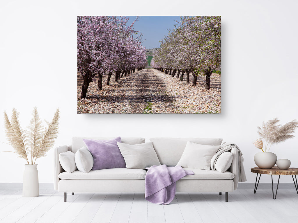 Israeli Holy Land Blooming Trees Landscape — Almond Blossom Flowers