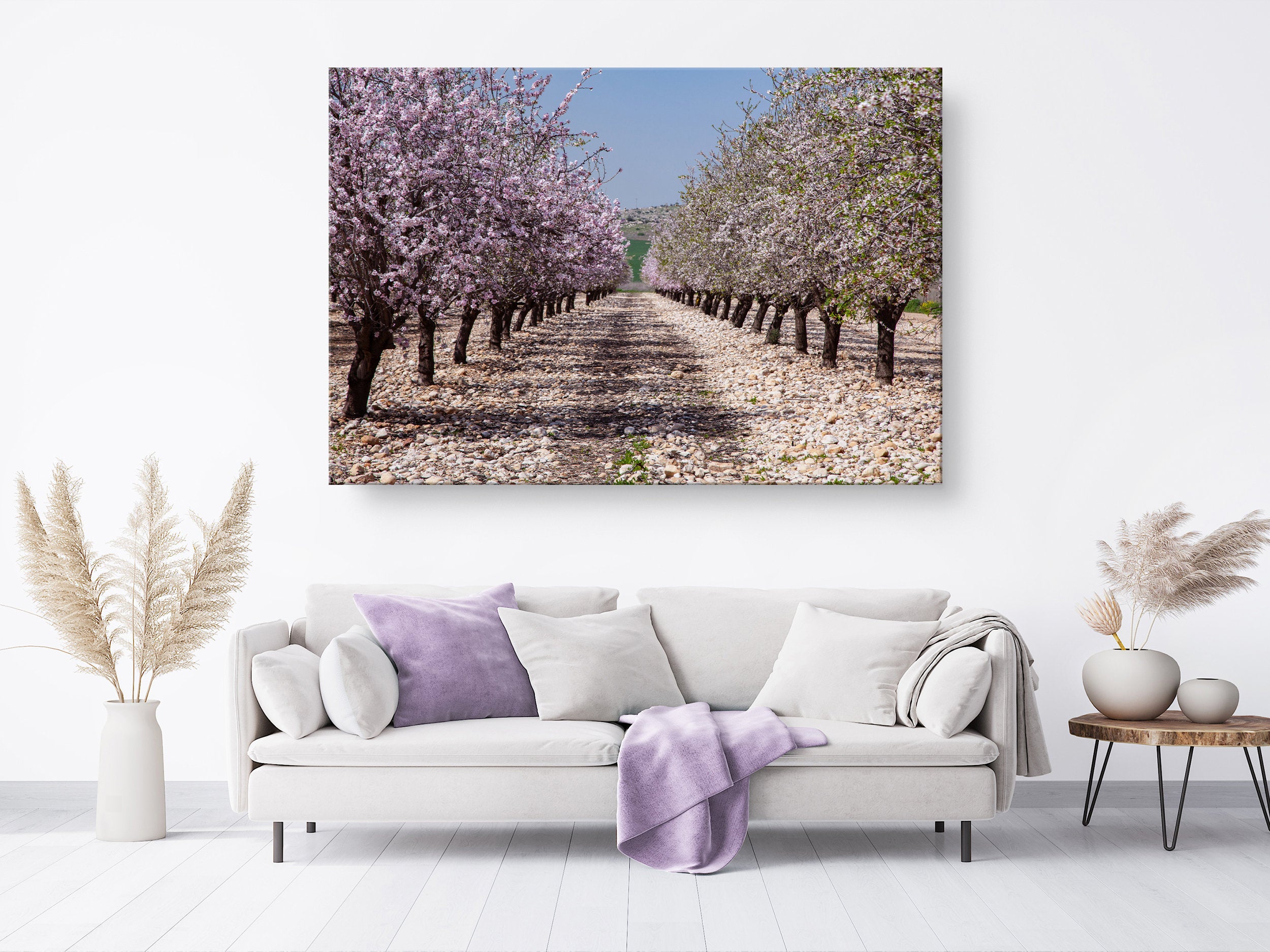 Israeli Holy Land Blooming Trees Landscape — Almond Blossom Flowers