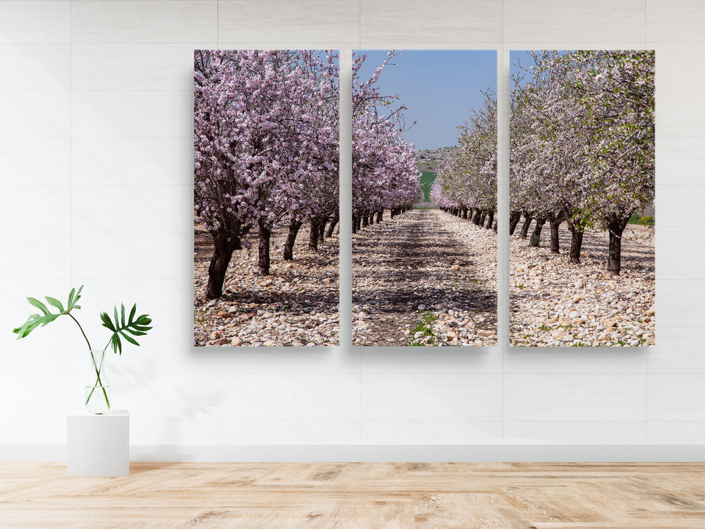 White and Pink Almond Blossom Triptych Print: Holy Land Israeli Landscape