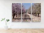White and Pink Almond Blossom Triptych Print: Holy Land Israeli Landscape