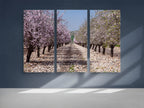 White and Pink Almond Blossom Triptych Print: Holy Land Israeli Landscape