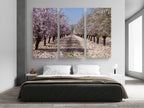 White and Pink Almond Blossom Triptych Print: Holy Land Israeli Landscape
