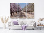 White and Pink Almond Blossom Triptych Print: Holy Land Israeli Landscape