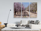 White and Pink Almond Blossom Triptych Print: Holy Land Israeli Landscape