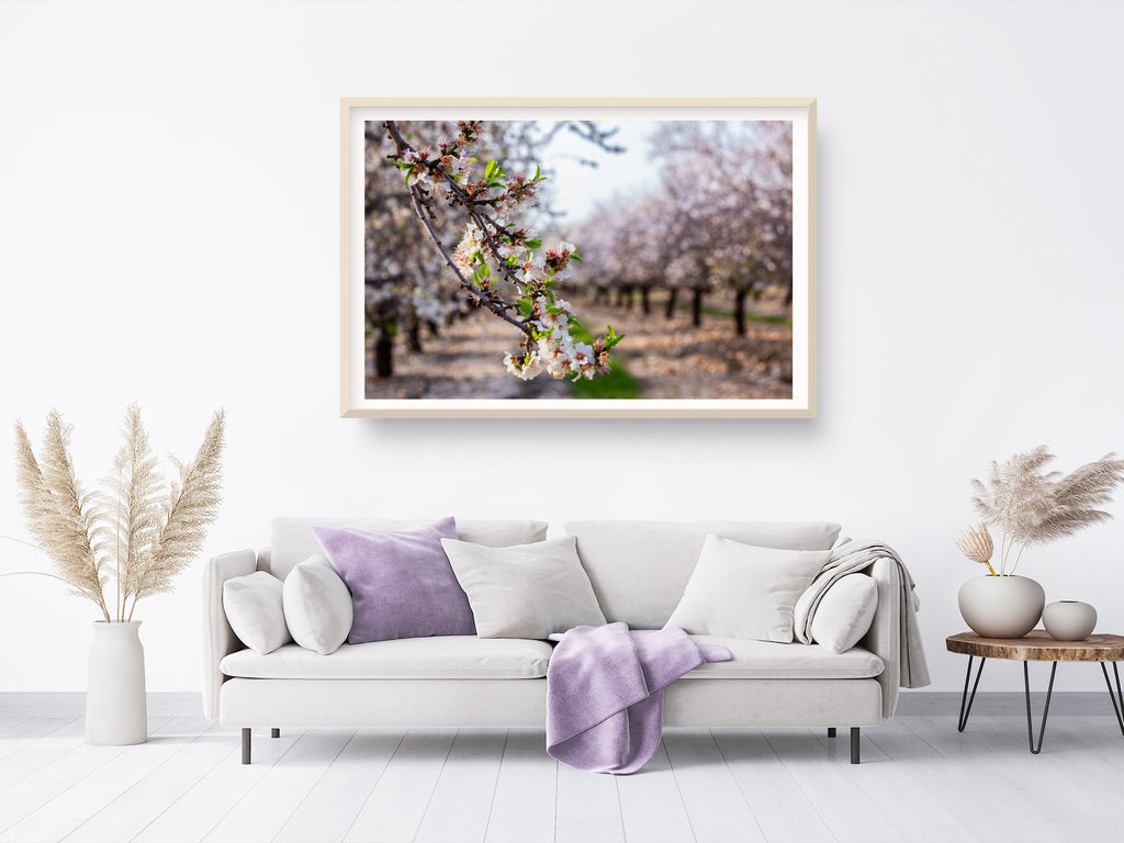 Israel Holy Land Almond Blooming Trees Landscape