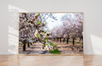 Israel Holy Land Almond Blooming Trees Landscape