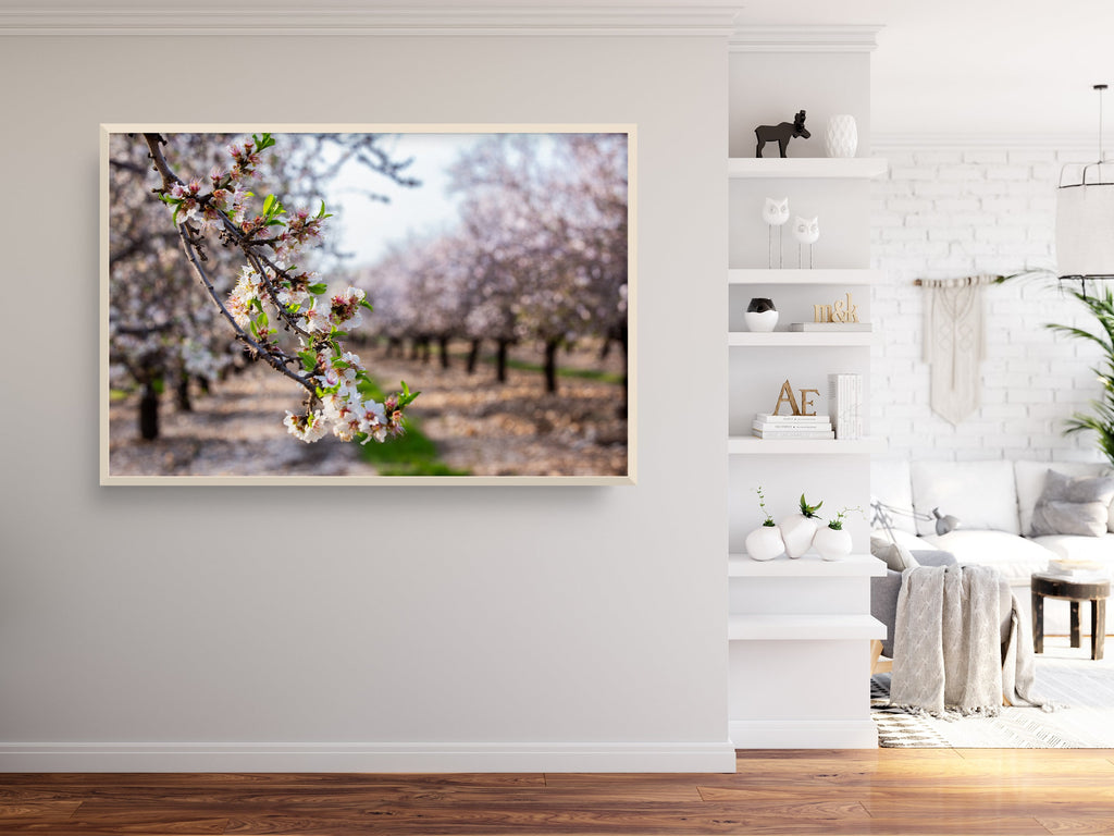 Israel Holy Land Almond Blooming Trees Landscape