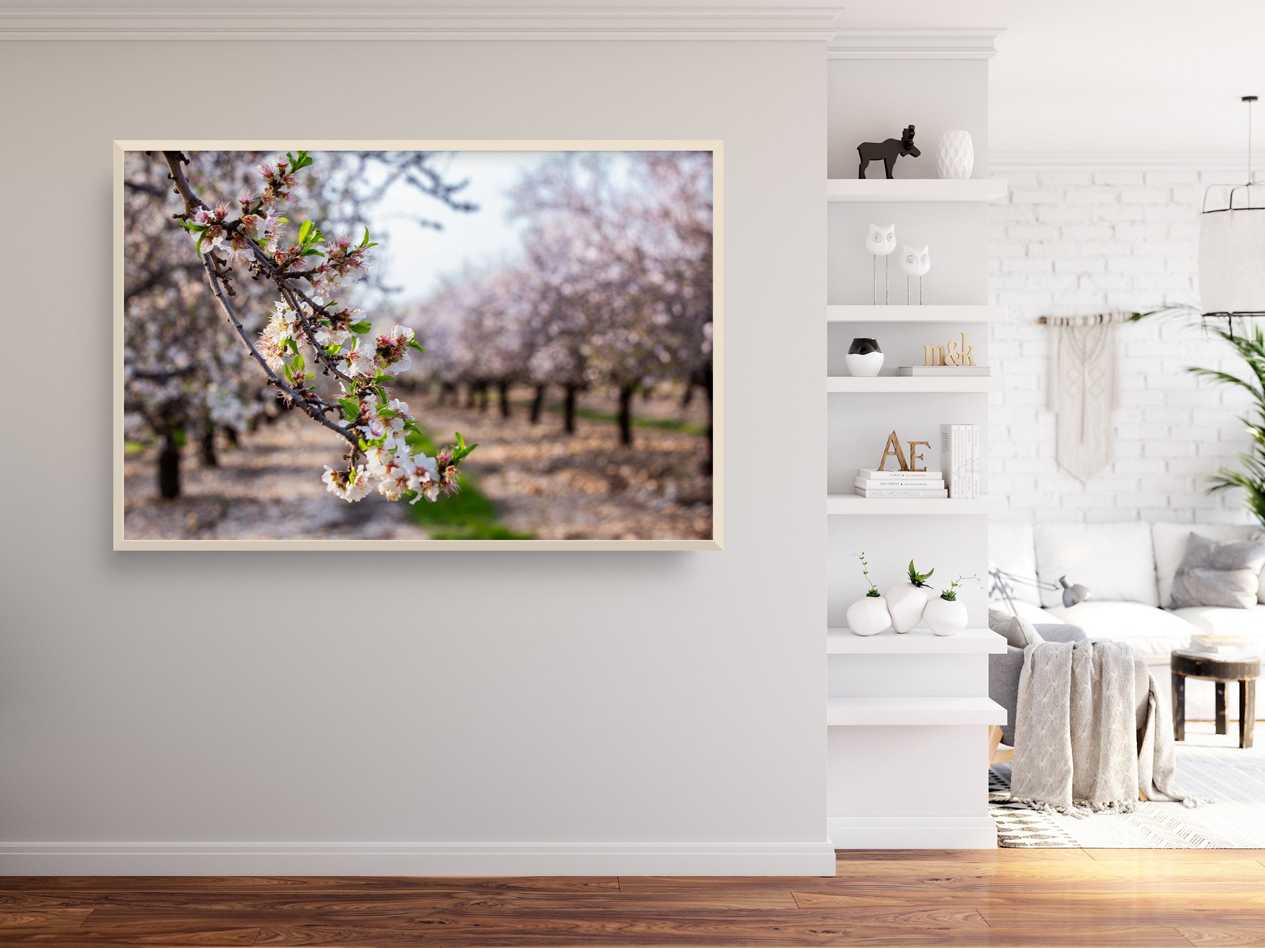Israel Holy Land Almond Blooming Trees Landscape