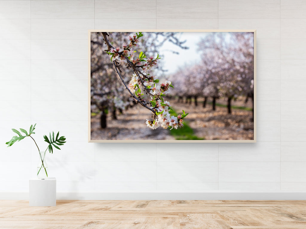 Israel Holy Land Almond Blooming Trees Landscape