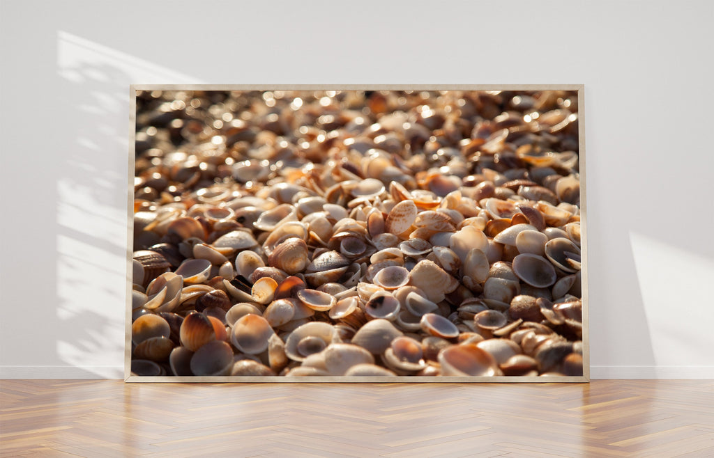 Israeli Sea Shells on Beach Photography — Holy land Seascape