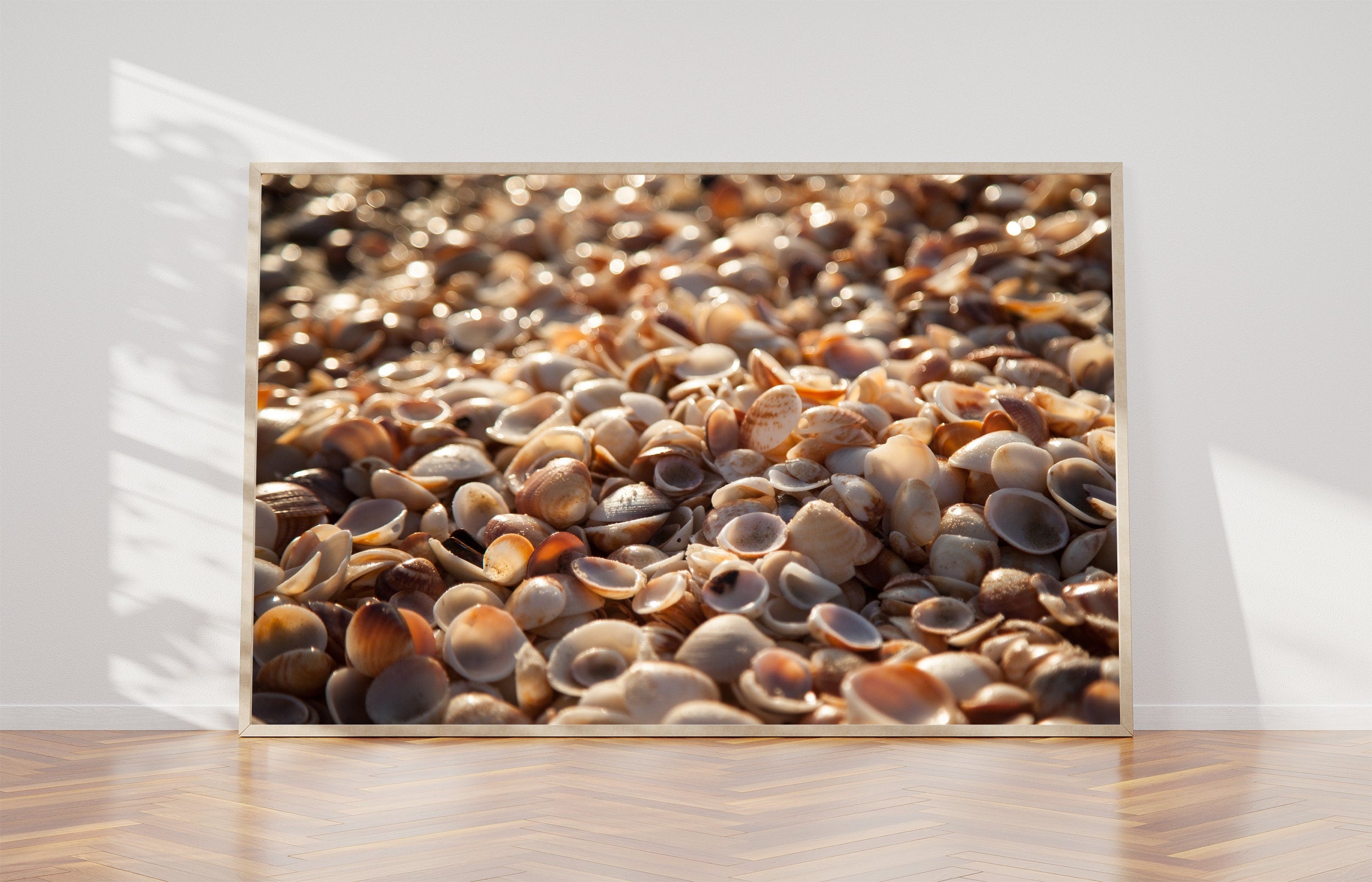 Israeli Sea Shells on Beach Photography — Holy land Seascape