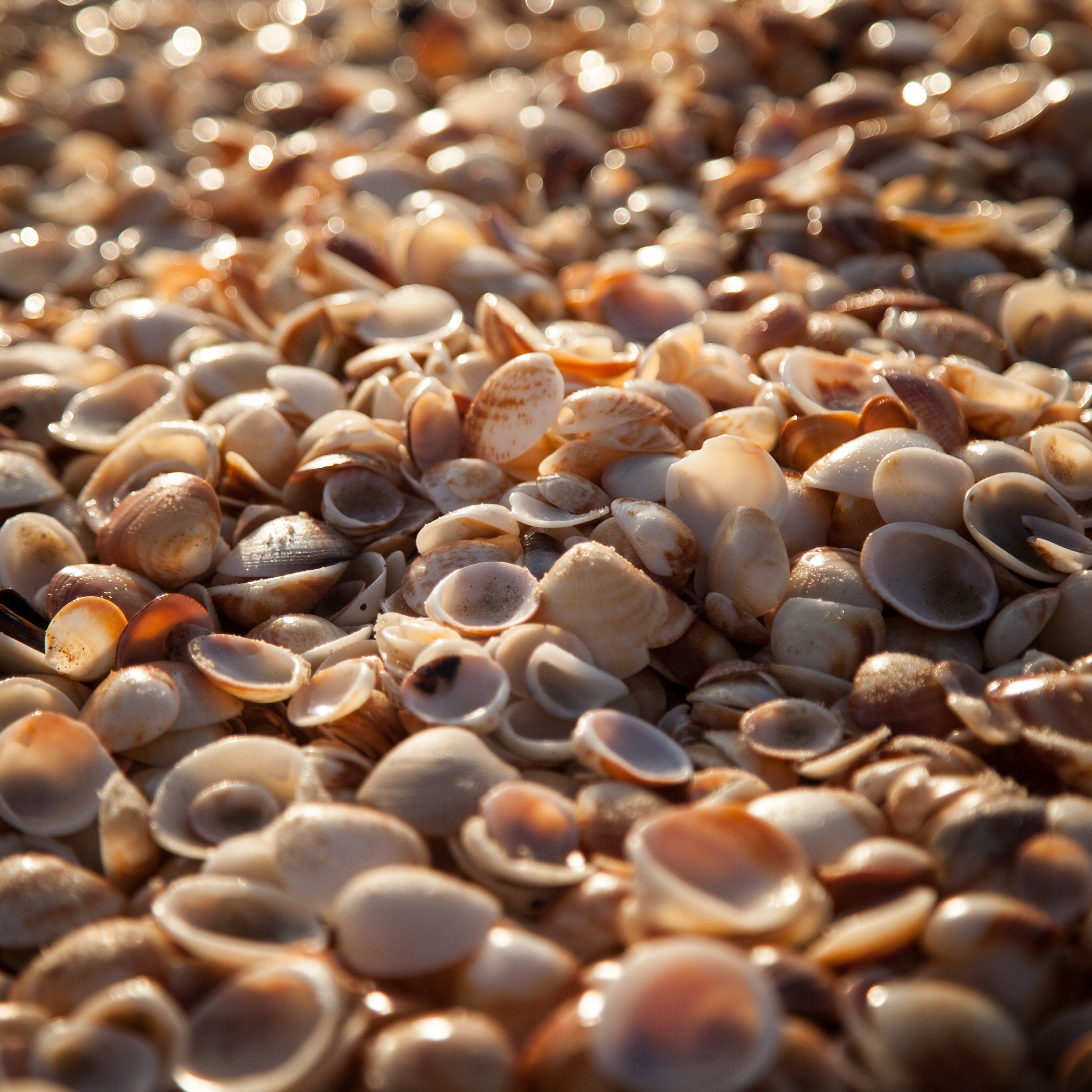 Israeli Sea Shells on Beach Photography — Holy land Seascape