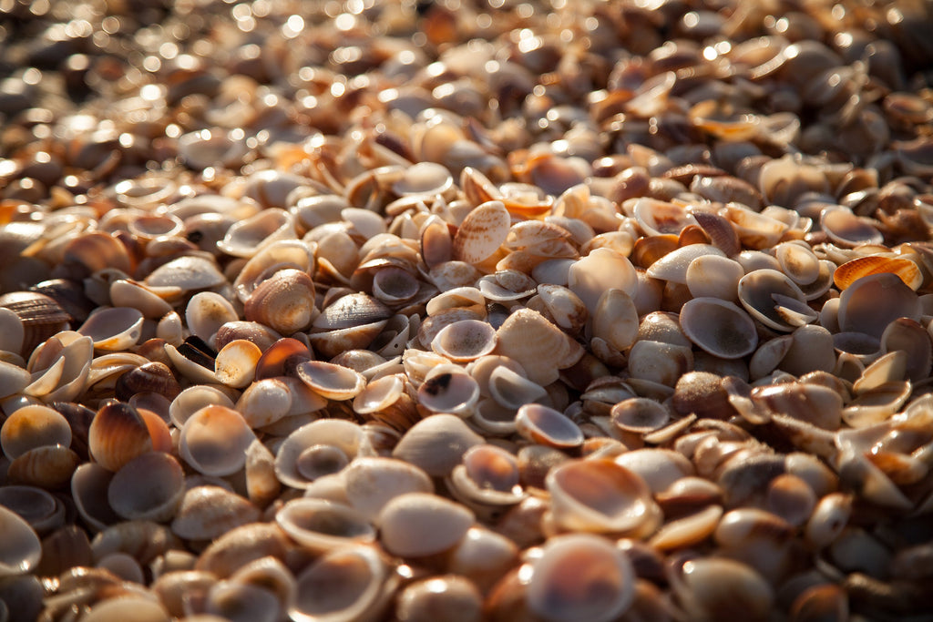 Israeli Sea Shells on Beach Photography — Holy land Seascape