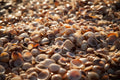 Israeli Sea Shells on Beach Photography — Holy land Seascape