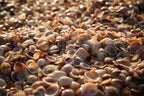 Israeli Sea Shells on Beach Photography — Holy land Seascape
