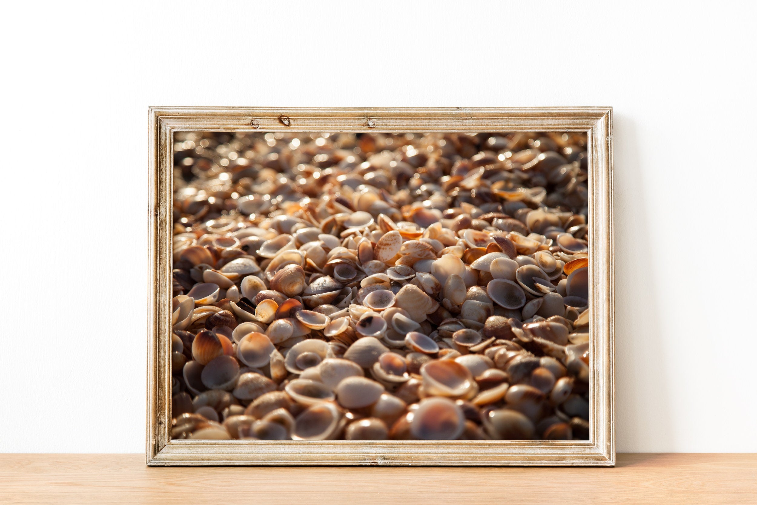 Israeli Sea Shells on Beach Photography — Holy land Seascape